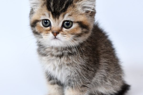 brown and black cat on white background