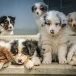 four assorted-color puppies on window